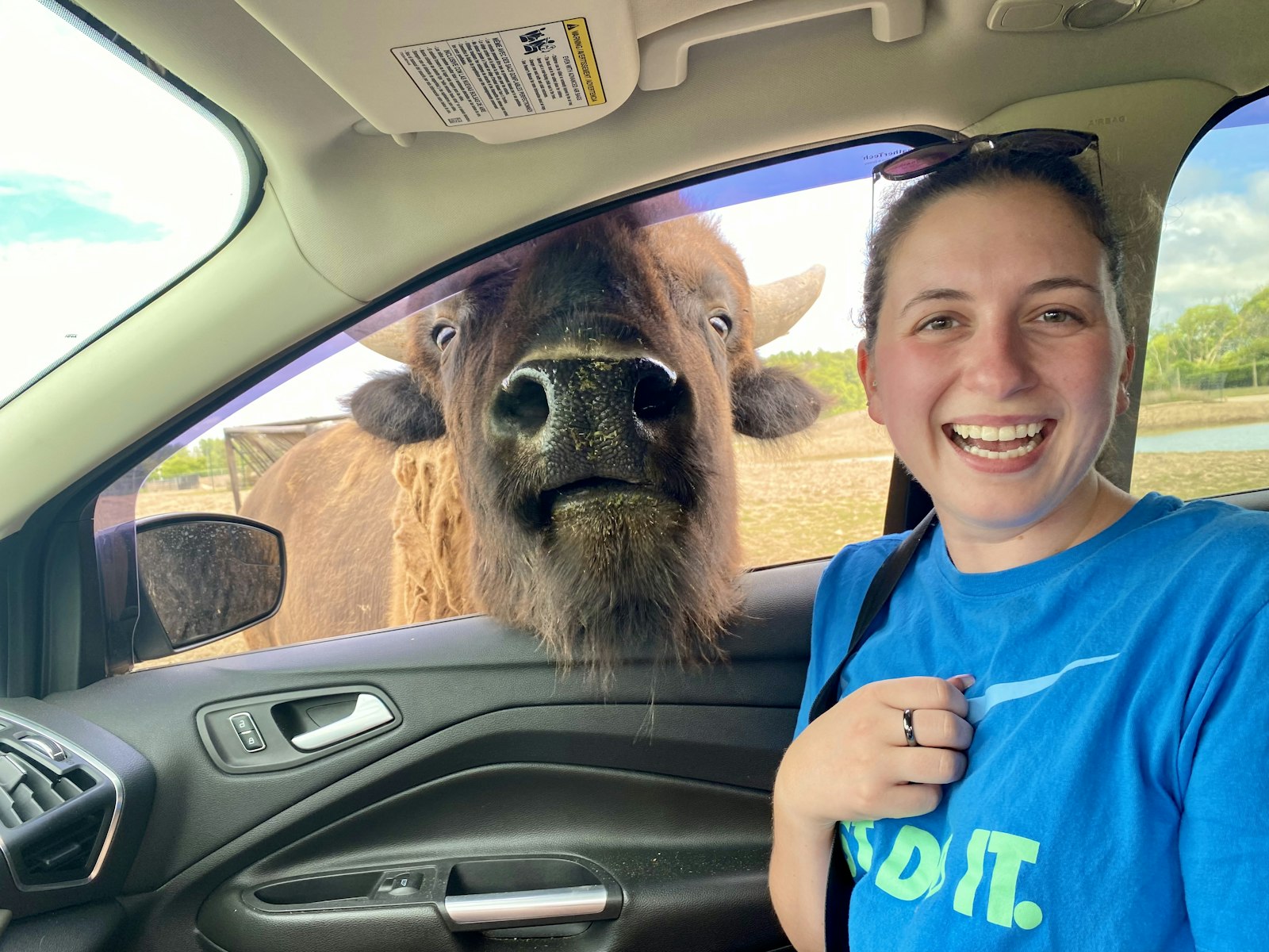 A bison sticking it's head into the window of the car at a drive thru safari